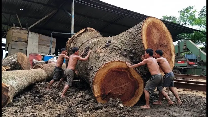Holz hacken Ökosystem